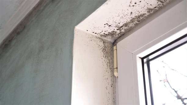 Best Home Mold Removal  in Russell, GA