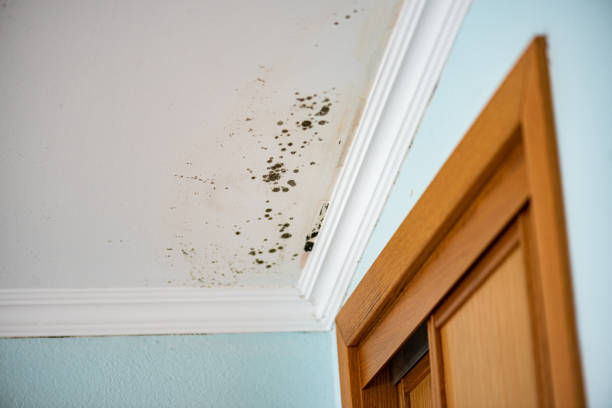 Best Mold Damage Repair  in Russell, GA