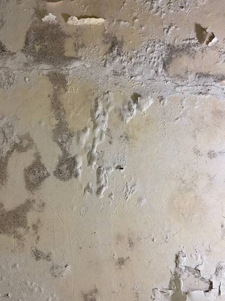 Mold Testing and Removal in Russell, GA