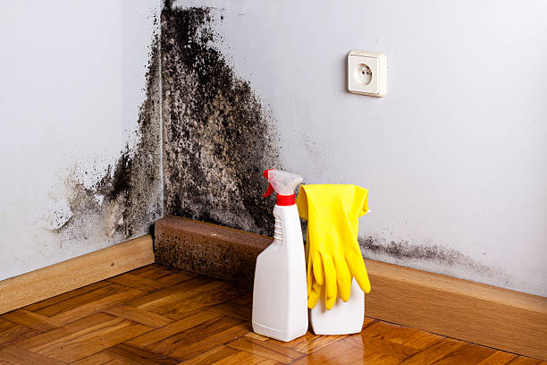 Best Certified Mold Removal  in Russell, GA