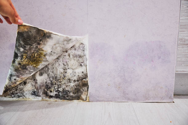 Best Black Mold Removal  in Russell, GA